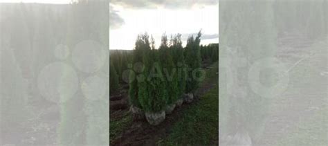 Хвойные деревья. Туи купить в Самаре | Товары для дома и дачи | Авито