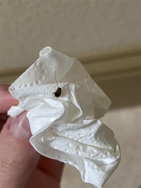 Roach Identification: Found 2 Weeks After First Siting : r/pestcontrol