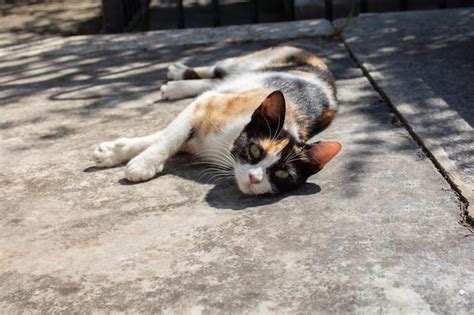 Retrato de lindo gato hermoso como animal doméstico Foto Premium