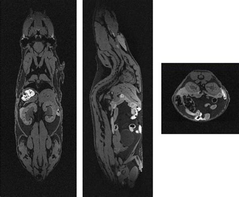 High Resolution Mouse Anatomical MRI TCDM Turku Center For Disease