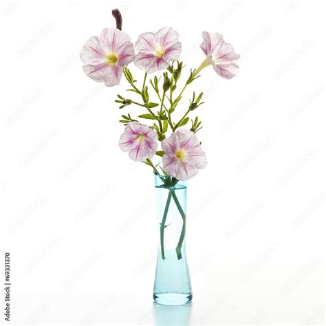 Bouquet of pink petunias Stock Photo | Adobe Stock