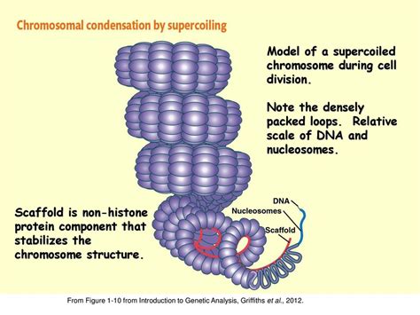 Relationship between Genotype and Phenotype - ppt download 