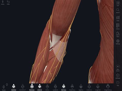 Cubital Fossa Diagram Quizlet