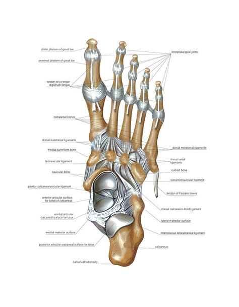 Foot Joints Photograph By Asklepios Medical Atlas