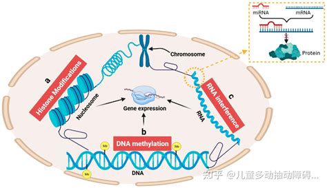 神经营养素叶酸维生素B6维生素B12抽动障碍的认知之源 知乎