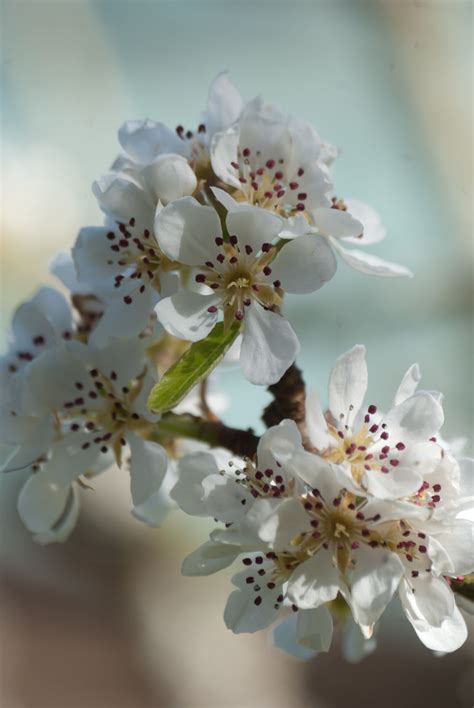 Nikon D40X sample photo - ZLV5FKxHAF - ExploreCams