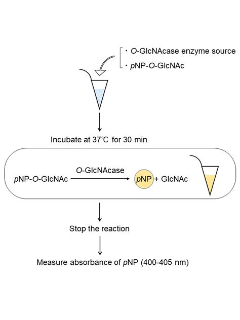 Enzymatic assay of nucleocytoplasmic O linked β N acetylglucosaminidase