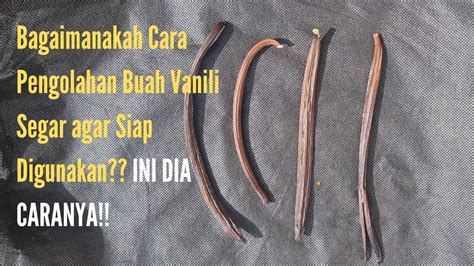 Pengolahan Buah Vanili Segar Menjadi Buah Yang Siap Digunakan Youtube