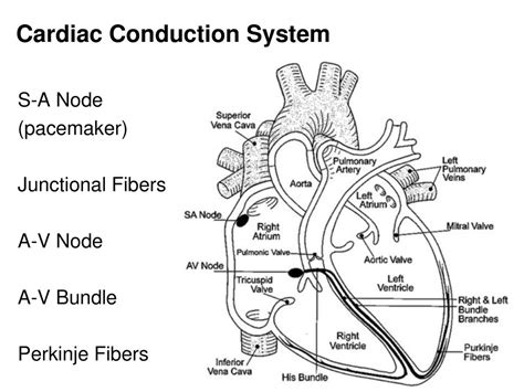 Heart Actions Cardiac Cycle One Complete Heartbeat The Contraction Of