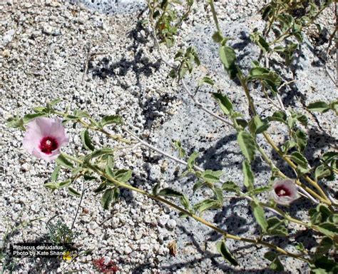 Hibiscus Denudatus Wikipedia