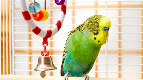 Toys for birds: Why they Need Them – Alex's Bird Kingdom