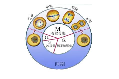 细胞周期生物学术语搜狗百科