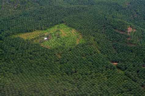 Aerial View Of Palm Oil Plantations In Sabah Malaysia