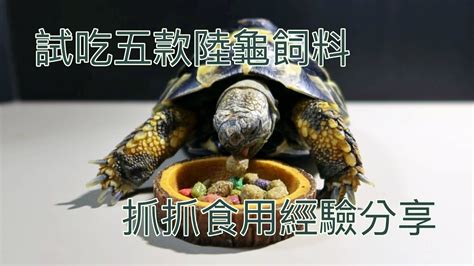 如何簡單低成本 建置陸龜飼養環境 赫曼抓抓