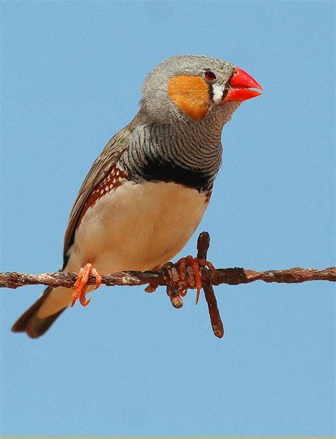 Zebra Finch | Zebra finch, Pet birds, Australia animals