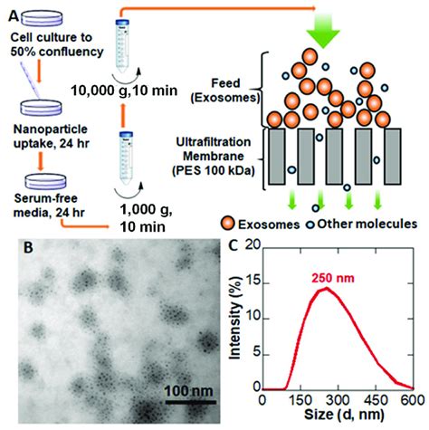 Nanoparticle Loaded EVs A An Illustration Of EV Preparation Process