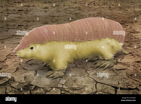 Fairy armadillo hi-res stock photography and images - Alamy