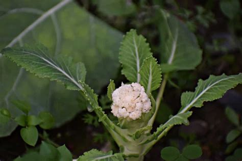 Top 16 Steps To Boost Cauliflower Yield How To Increase Production