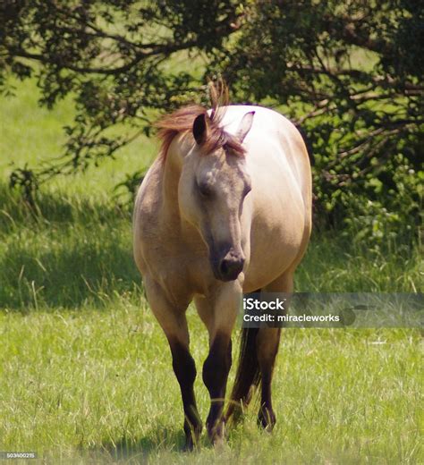 Equine Horse Photograph Buckskin Stallion Gelding Mare Peaceful