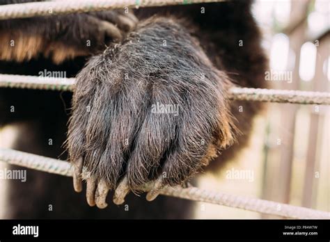 Paw Of European Eurasian Brown Russian Bear Ursus Arctos Arctos In Cage