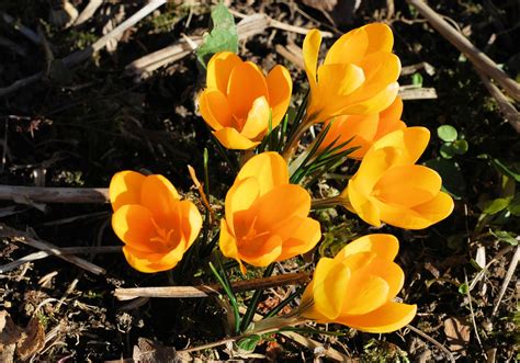 fresh yellow crocus flowers emerging  earth   garden setting