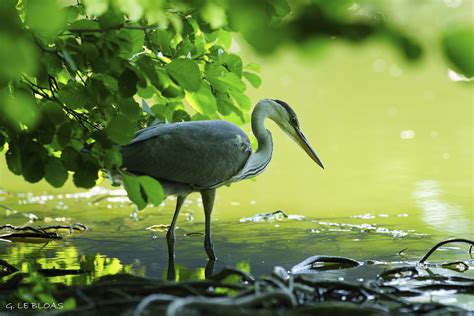 Dsc27983m Héron Cendré Ardea Cinerea Guillaume Le Bloas Flickr