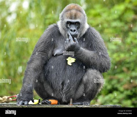 Bristol Zoo Gardens animals Stock Photo - Alamy