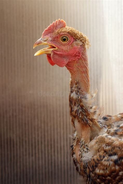 Profile Portrait Of A Bald Neck Chicken Striped And Blurred Brown