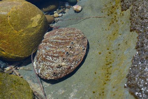 Abalone Shell In The Tide Pools In Laguna Beach California Stock Image