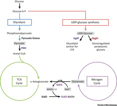 You Are What You Eat Metabolic Control Of Bacterial Division Trends