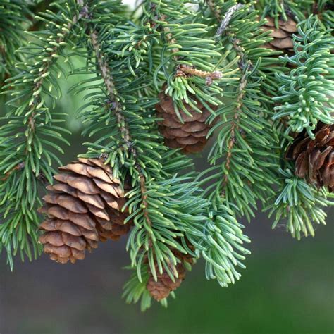 Picea glauca - White Spruce – Gowanus Canal Conservancy