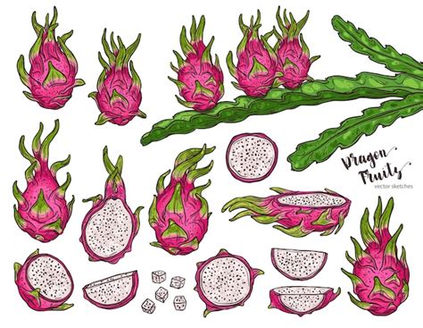 buah naga  sketsa pohon hylocereus  tanaman pitaya ilustrasi