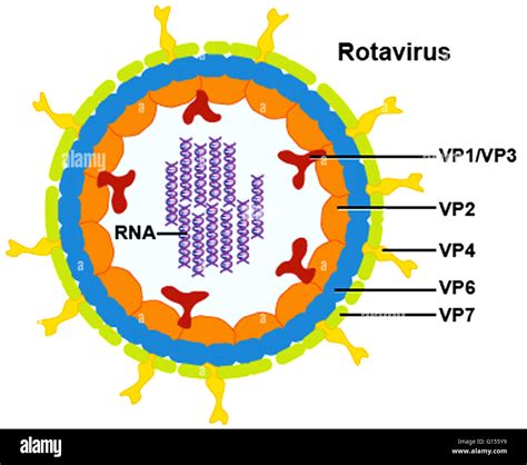 Estructura De Rotavirus Fotograf As E Im Genes De Alta Resoluci N Alamy