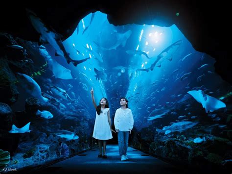 Dubai Aquarium And Underwater Zoo At Dubai Mall Klook