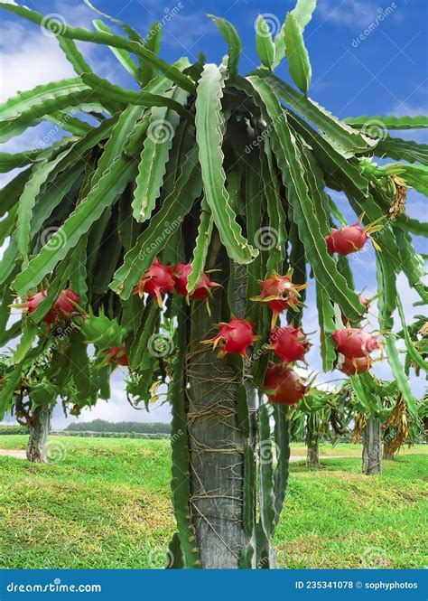 árvore Dos Frutos Do Dragão Pitaya Ou Pitahaya Plantação Supercomida