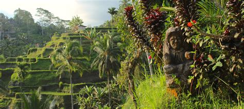 Things to Do in Ubud: My Bali Itinerary – Curls en Route