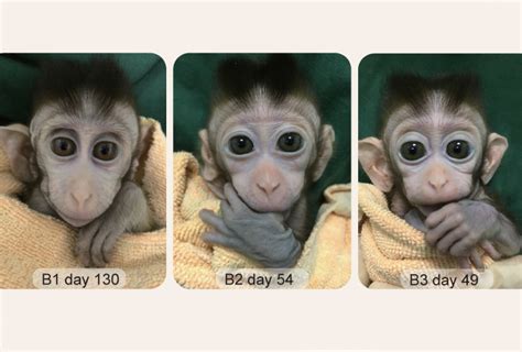 Mutant monkey clones could aid study of autism | Spectrum | Autism Research News