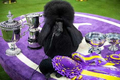 Westminster Dog Show Is Moving! - News Without Politics