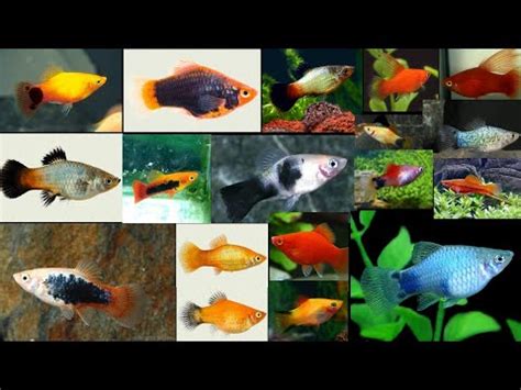 JENIS JENIS IKAN PLATY YouTube