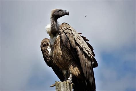 3 Main Types Of Vultures In Cambodia - Nerdy Owlet