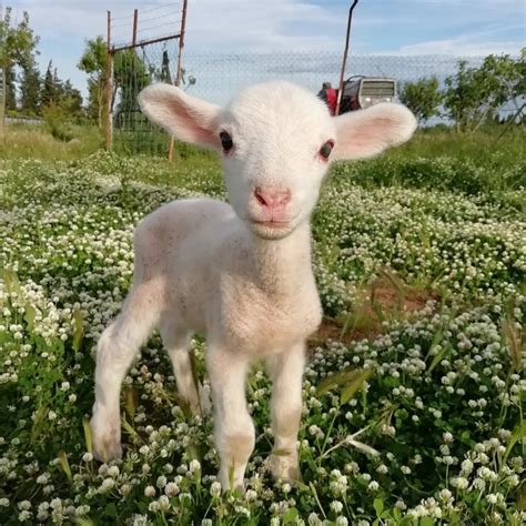 Un agriculteur se fait voler ses animaux et tout son matériel sa fille