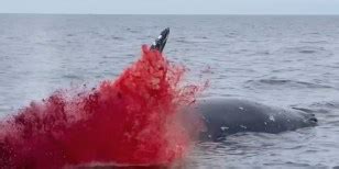 Video: Dead Whale Explodes in a Shower of Blood and Guts | Outdoor Life