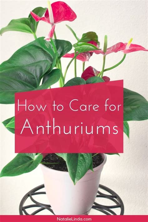 How To Take Care Of Anthurium Plants Indoors Natalie Linda