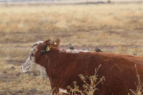 La Ganadería Sostenible: Una Herramienta para la Conservación