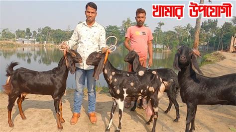 ১ম পর্ব দর দাম জেনে নিন ফেরদৌস ভাই এর হাই কোয়ালিটি ক্রস ছাগল গুলোর