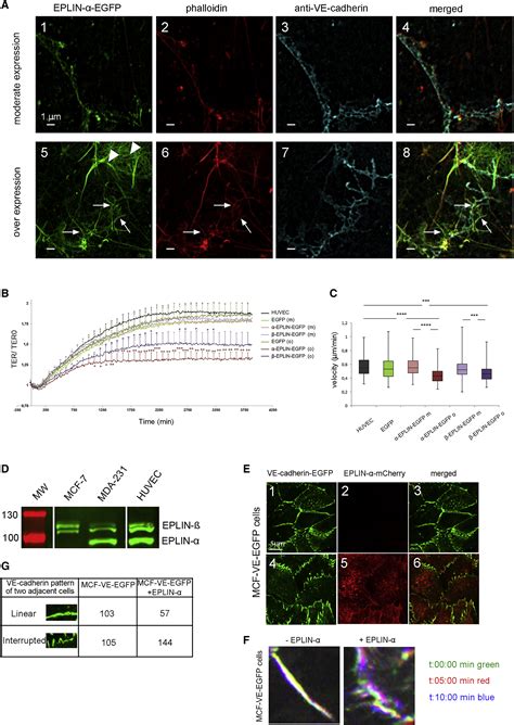 Eplin α And β Isoforms Modulate Endothelial Cell Dynamics Through A