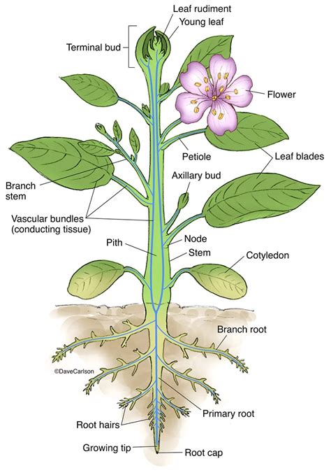 Vascular Plant Structure Botanik Biologie Pflanzen