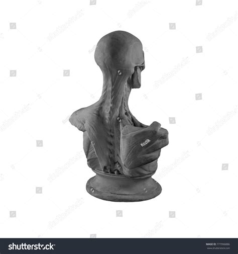 Plaster Statue Naked Man Anatomically Shaped Stock Photo