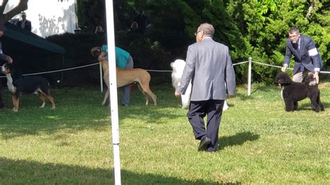 Karolaska Norcal Working Dog Show Youtube