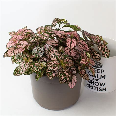 Hypoestes Sanguinolenta Pink 13cm Pot Opperman Plants Ltd